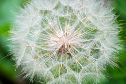 Pusteblume close-up,plant with seeds in nature