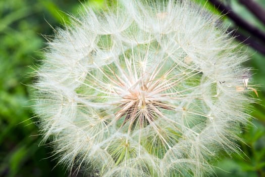 Pusteblume close-up,plant with seeds in nature