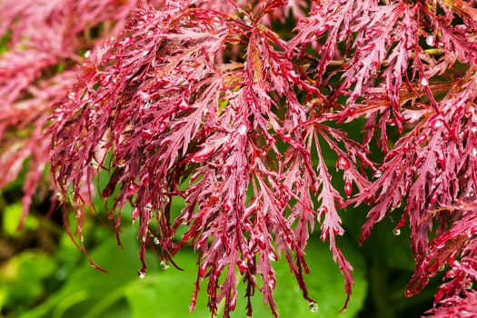 Japanese maple,close-up of the plant with water drops