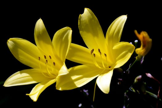 Yellow lily