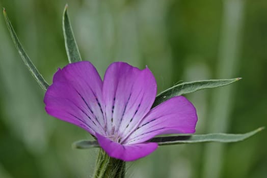 Kornrade (Agrostemma githago)