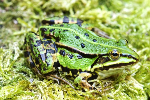 Pond frog