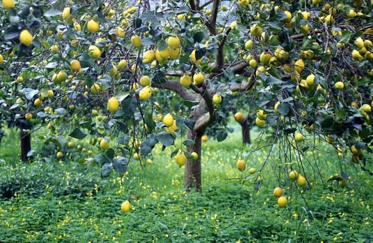 A lemon tree in February in the center of the island of Mallorca one of the Balearic islands in the Mediterranean.