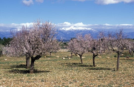 The almond baeume bluehen at the time of the Mandelblueten season in February in the center of the island of Mallorca one of the Balearic islands in the Mediterranean.