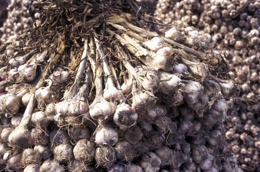 Ein Knoblauch  Geschaeft auf einem Markt im Zentrum in der Hauptstadt Seoul in Suedkorea in Ost Asien.