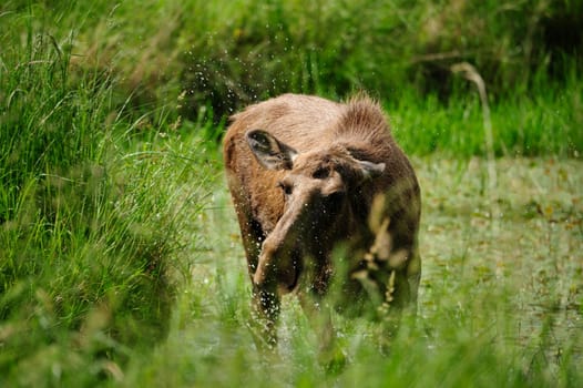 Eurasian elk (Europe)