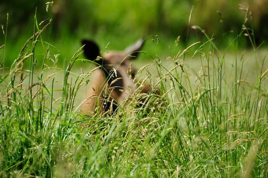 Eurasian elk (Europe)