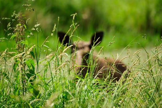 Eurasian elk (Europe)