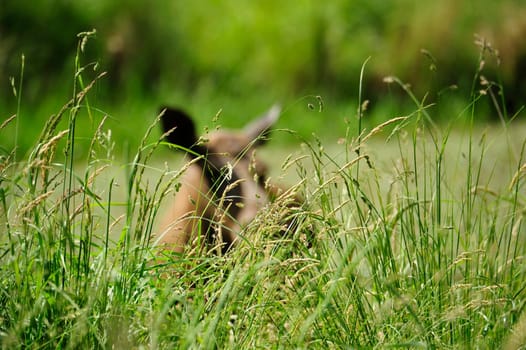Eurasian elk (Europe)