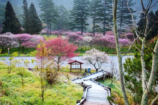 Beautiful Sakura Garden in Wuling Farm Taiwan for adv or others purpose use