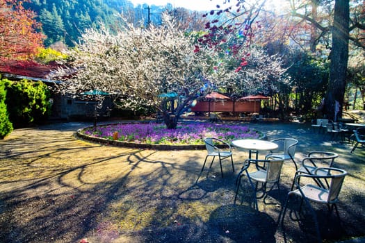Beautiful Sakura Garden in Wuling Farm Taiwan for adv or others purpose use