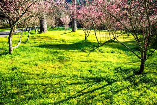 Beautiful Sakura Garden in Wuling Farm Taiwan for adv or others purpose use
