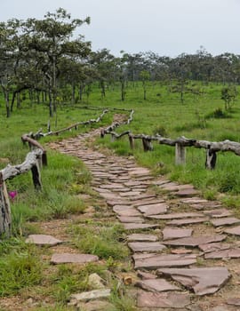 Forest stone pathway