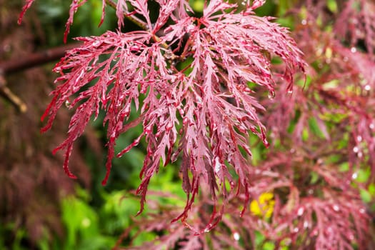 Japanese maple,close-up of the plant with water drops