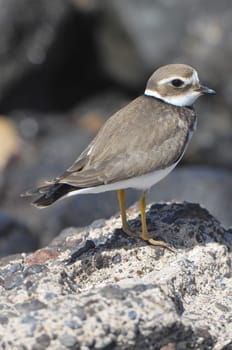 One Adult Kentish Plover Water Bird near a Rock Beach