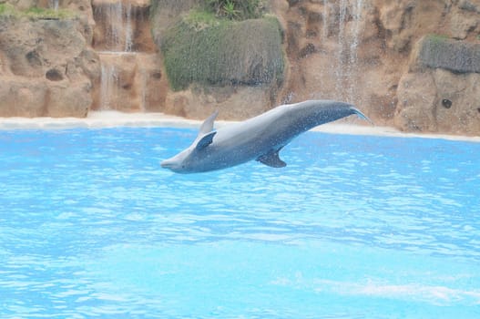 Grey Dolphin on a Very Blue Water in a Park in Tenerife, Spain