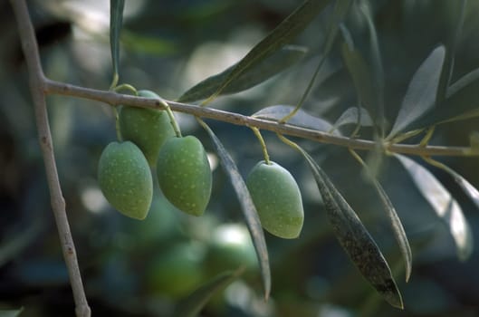 Olives in a plantation in the village of Palmyra in the East of Syria