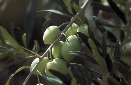 Olives in a plantation in the village of Palmyra in the East of Syria