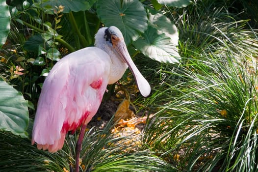 Roseate Spoonbill,Pink Spoonbill,Bird,Genus,Species,Pink,Pink,White,Spoon,Beak,Nose,Shrew,Ibisvogel,Birds,Spoonbill,Coloring,Plumage,Stilt Legs,Beak,Wetlands,Florida,Everglades