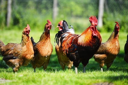 Chickens on traditional free range poultry farm