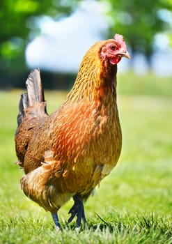 Chickens on traditional free range poultry farm