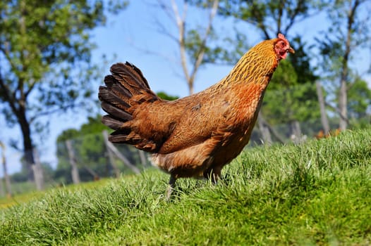 Chickens on traditional free range poultry farm