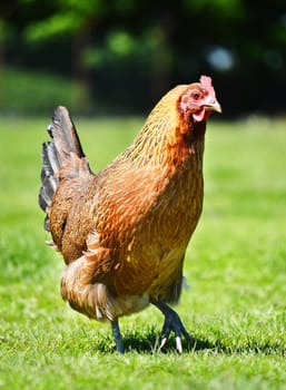 Chickens on traditional free range poultry farm