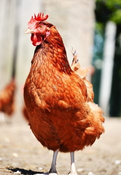 Chickens on traditional free range poultry farm