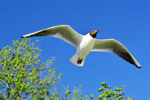 Flying seagull over the blue sky