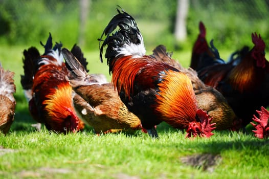Chickens on traditional free range poultry farm