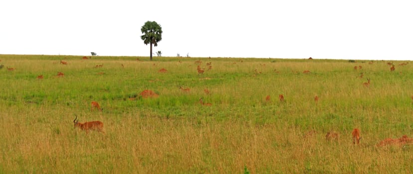 A herd of Kob Antelope on a grassy hill in Uganda.