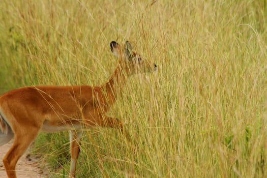 A female Kob steps into the camoflague of the Ugandan grassland to hide.