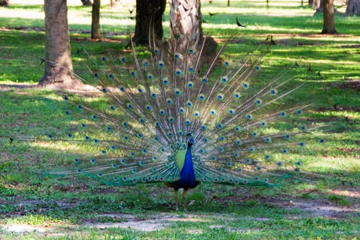 peacock,head,blue,beautiful,neck,feathers,feather dress,bird,pheasant,plumage,green,park,forest,animal,beauty,colorful,classy,pattern,eyes,nature,beak,tail,proud,turquoise,azur