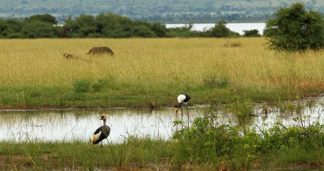 A group of animals on a Ugandan plain. They include a Grey Crowned Crane, a Saddle Billed Stork, a duck, Cape Buffalo and an Elephant in the background