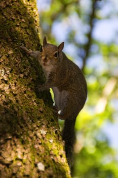 squirrel,look,tree,camera,eyes,look,moment,sight,brown,outside,one,american,soft,clean,small,living,rodent,nature,natural,trusting,park,fur,furry,looking