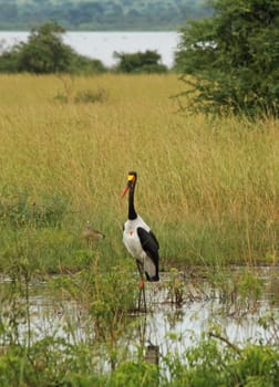 A saddle billed stork walks through a marsh in Uganda whiie a duck looks on in the background