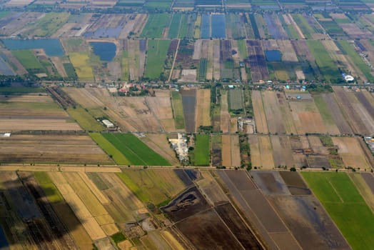 Agriculture on the outskirts of the city of Bangkok in Thailand in South East Asia.