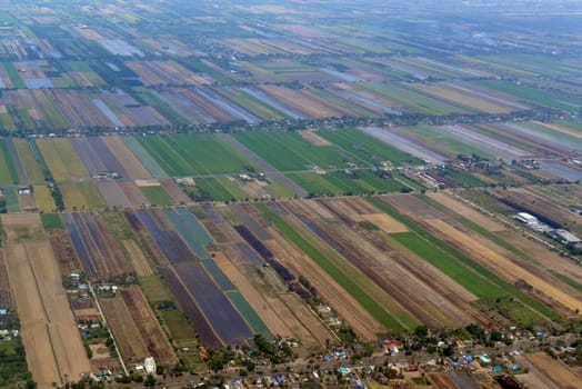Agriculture on the outskirts of the city of Bangkok in Thailand in South East Asia.