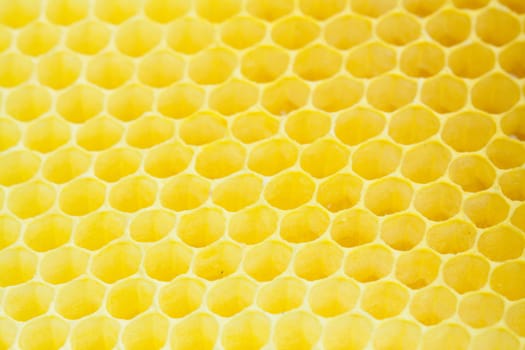 Honeycomb - close up texture
