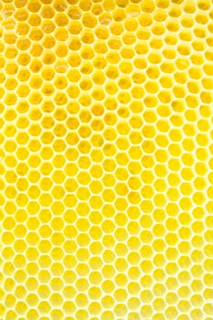 Honeycomb - close up texture