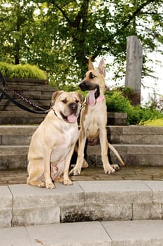 Two beautiful dog's, a sharpei and a great dane sitting together on the.steps in a park..