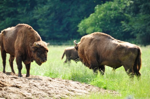 European Bison Wisent (Bison bonasus)