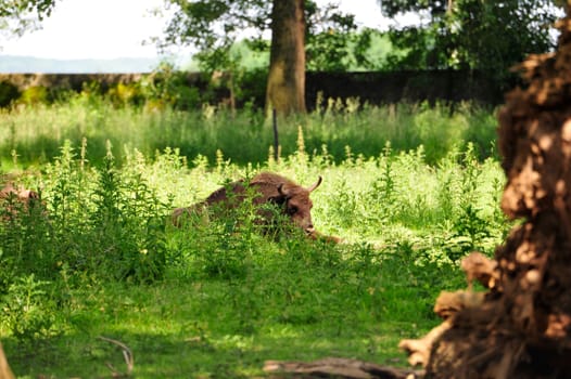 European Bison Wisent (Bison bonasus)