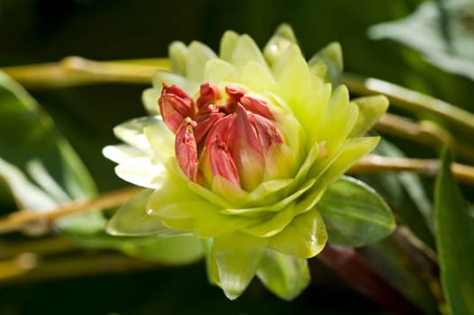 The close up view of dahlia flower