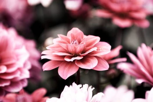 The beautiful pink and red blooming dahlia flowers