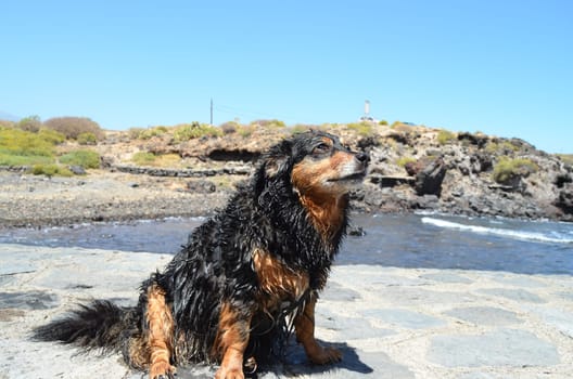 Wet Black Dog near a Beach on The Atlantic Ocean
