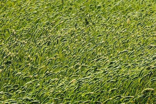 Texture Grass Background Pattern on an Isolated Field