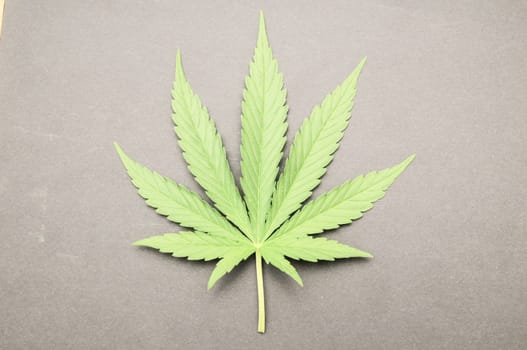 Green Fresh Marijuana Leaf with Seven Tips