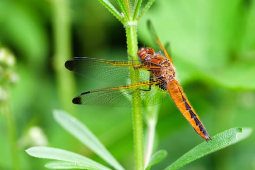 Wings of a female lace spot dragonfly - Libellula fulva - macro recording