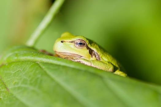 European tree frog - Hyla arborea sunbathing - Macro image
